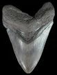Fossil Megalodon Tooth - Georgia #51023-1